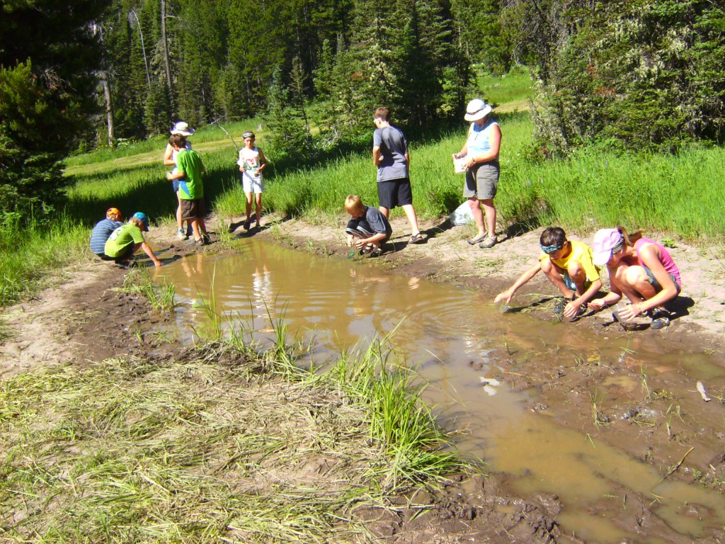 tadpole hunting