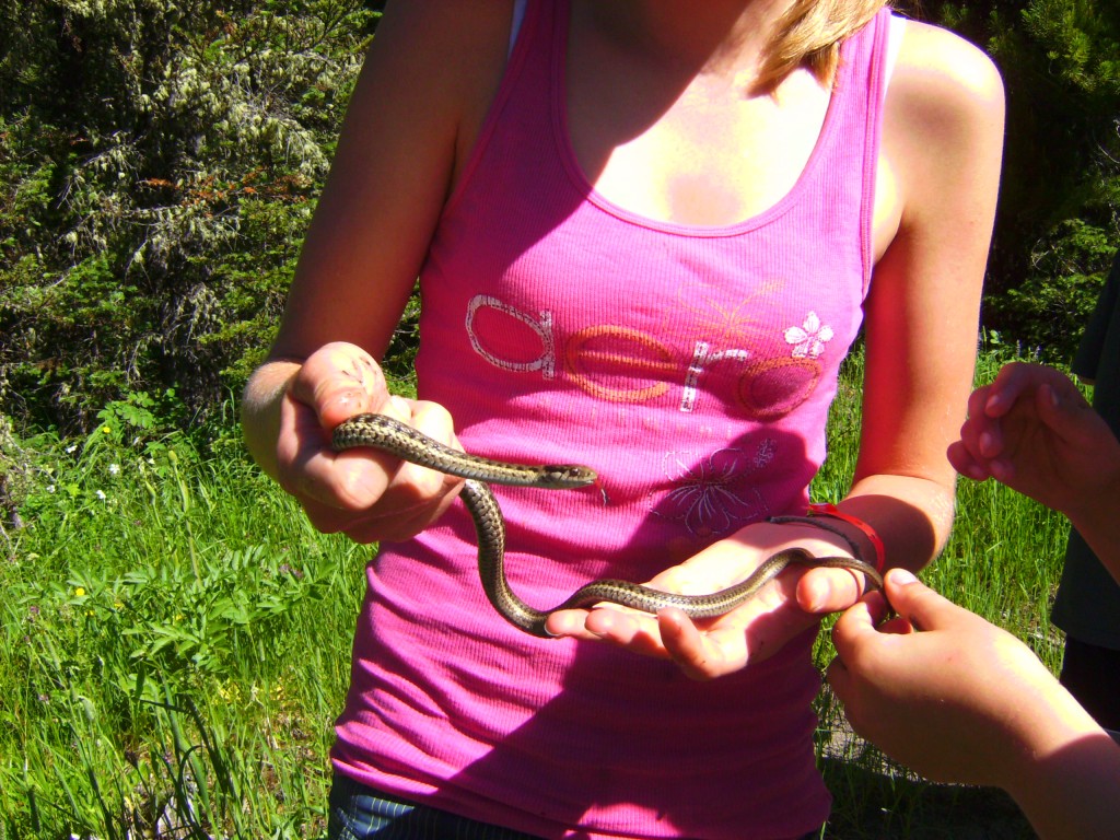 friendly garter snake