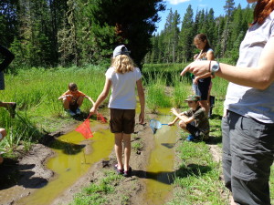 July 13, 2015 - tadpoles